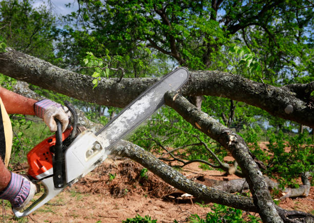 Professional  Tree Services in Arp, TX